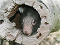 Wombat Hollow